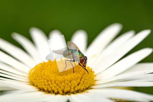 Image of Closeup of a common green bottle fly eating floral disc nectar on white Marguerite daisy flower. Macro texture and detail of insect pollination and pest control in a private backyard or home garden