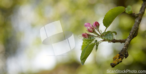 Image of A beautiful apple flower tree blossoms during spring with copy space and a blurred nature background. Close up of pink Malus pumila plant blooming botanical backyard in natural environment in summer