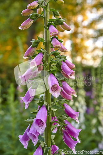 Image of Common Foxglove flower plants or Digitalis purpurea in full bloom in a botanical garden or grass field of a forest in Spring or Summer. Closeup of nature surrounded by the green scenery of trees.