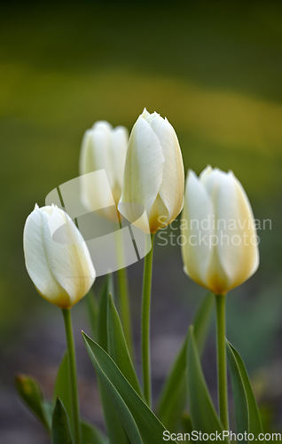 Image of Beautiful white tulip flowers growing outside in a garden with green background for copy space. Closeup of four delicate blooms on a bulb plant in a nature park or cultivated backyard in summer.