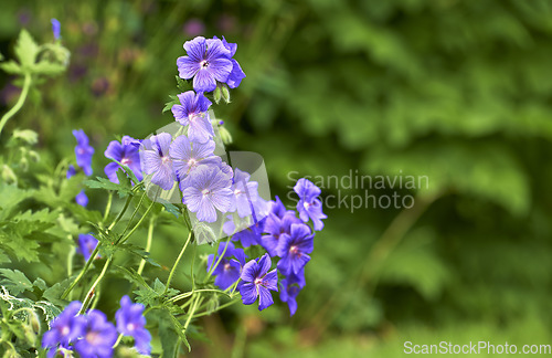 Image of Himalayan cranesbill flowers growing in a field or botanical garden with copy space. Plants with vibrant leaves and violet petals blooming and blossoming in spring in a lush nature environment