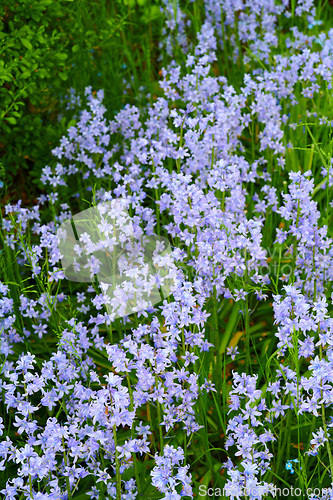 Image of Many delicate blue flowers in a field in spring with copy space background. Closeup landscape of nature and plant view of bluebells or indigo hyacinths growing in a lush meadow or backyard garden