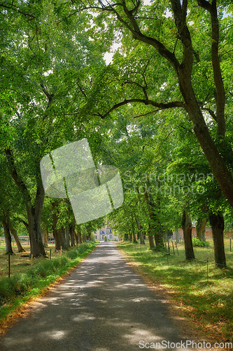 Image of Beautiful nature walking trail or road in a forest surrounded by plants and trees on an Autumn or Spring day. Woods in the countryside with green grassy fields leading to a villa building in France