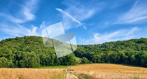 Image of Green forest trees near a farm land with dirt road on a blue cloud sky background. Deforestation of nature landscape to make way for yellow wheat fields in sustainable and agriculture farming