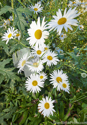 Image of Daisy flowers growing in a field or botanical garden on a sunny day outdoors. Shasta or max chrysanthemum daisies from the asteraceae species with white petals and yellow pistils blooming in spring