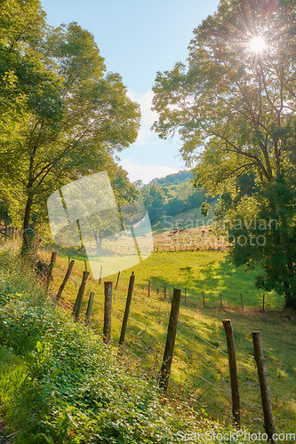 Image of Natural green field view of trees and grass. Beautiful walk through tall trees and wooden fencing stakes setting a path surrounded by nature. Sunny day blue sky and life around the country side.