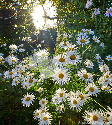 Image of Marguerite. Insects pollinating marguerite flower plants in nature or a garden on a sunny day in Spring. Oxeye daisies blooming in a forest, with green trees and wild hollyhocks in the background.