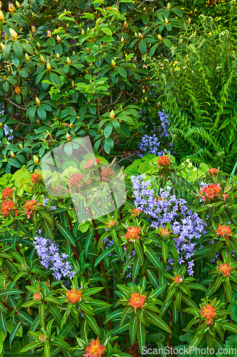 Image of Closeup view of mixed plants in a garden in nature. Group of natural flowers showing detail on green leaves and beauty of colorful petals outside with Bluebell Scilla siberica, blue blossoms.