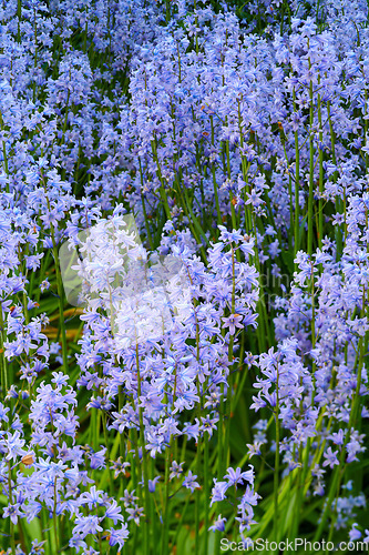 Image of Closeup of a Bluebell meadow, growing in a calm, green garden. Macro details of soft purple flowers in harmony with nature, tranquil wild Scilla Siberica in a zen, quiet, peaceful backyard