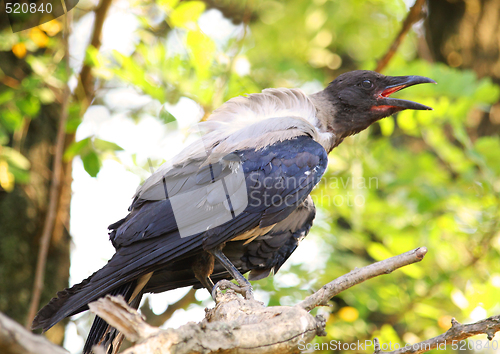 Image of Croaking crow