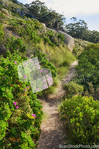 Image of Nature scenery and walking path or hiking trail on a mountain surrounded by plants, trees and flowers on a sunny day in Spring. A beautiful view of a forest in the distance on a rocky cliff.