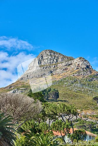 Image of Beautiful landscape of Lions Head mountain and surrounding green trees and grass with bright blue sky. Stunning close up detail of mountain with copy space during summer in Cape Town, South Africa