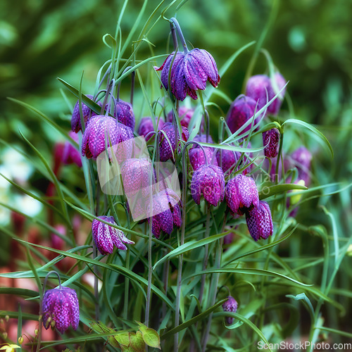 Image of My garden. Magical purple chess flowers growing in a green meadow or forest. Stunning violet and pink blooms against a blurred background within nature. The mysterious and wild snake head fritillary.