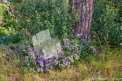 Image of Many purple daisy flowers growing near a tree trunk in spring. Nature landscape of pretty vibrant and wild grown daisies in green nature. Beautiful violet bush of flowering plants in a park or forest