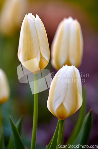 Image of Natural white closeup landscape view of tulips. Isolated group of flowers growing from stems with natural details. Green, yellow, beauty of plant showing growth on root in a blur background.