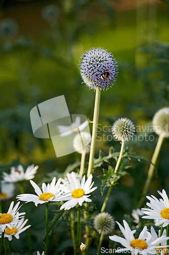 Image of Closeup of bees pollinating Great globe thistle and Shasta daisy flower plants. Blooming in a nature garden or mountain grass field in Spring, with a blurred green scenery and background.