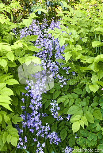 Image of Bluebells growing in a outdoor garden setting in spring. Closeup of green plants and grass in a natural background outside on a beautiful gardening day. Nature scene with colorful park flowers.