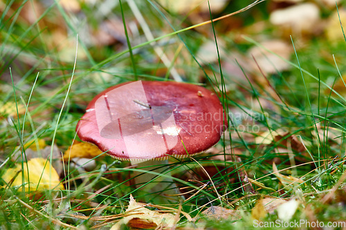 Image of Closeup of red mushroom fungi or toadstool growing in damp and wet grass in remote forest, woods or meadow field. Texture detail of edible russulaceae used for medicinal herbs and traditional healing