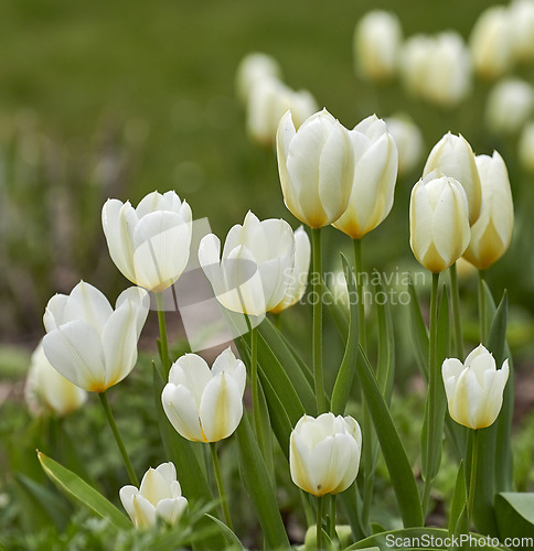 Image of White tulips growing in a yard on a sunny day. Closeup of seasonal flowers blooming in a calm field or garden. Macro details, texture and nature pattern of petals in a zen meadow or garden