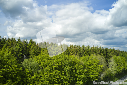 Image of Forest of trees under a cloudy blue sky along a narrow road. Beautiful day out in nature aside the living landscape, green. High view of surroundings under the clouds in the outdoors.