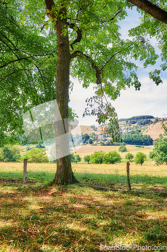Image of Tall tree in the field at a private farm in the countryside. Landscape of vibrant and colorful green bushes in the meadow with a hilltop horizon for a quiet walk in nature on a cloudy spring day.