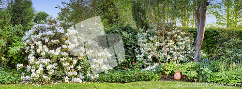Image of Wallpaper of a garden with flowers and bushes outside in summer. Lush green backyard with flowering plants and different trees. Cultivated lawn with white Rhododendron blooms growing in a nature park