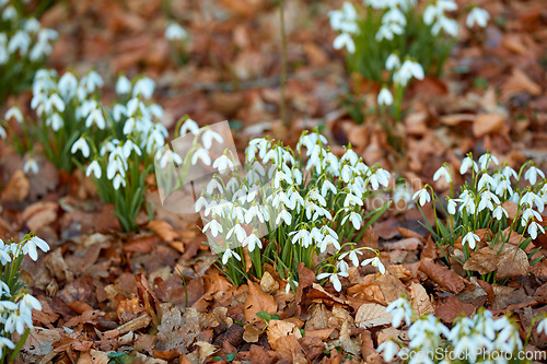 Image of Closeup of white common snowdrop flowers growing and blooming from nutrient rich soil in a home garden or remote field. Group of galanthus nivalis blossoming and flowering in quiet meadow or backyard