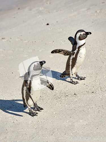 Image of Two black footed African penguins on sand beach, breeding colony or coast conservation reserve in South Africa together. Endangered waterbirds, aquatic sea and ocean wildlife, protected for tourism