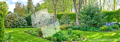 Image of Landscape of a beautiful garden with manicured lawn and various flowering plants growing on a sunny day outdoors in spring. Vibrant landscaped backyard with overgrown shrubs and flowers