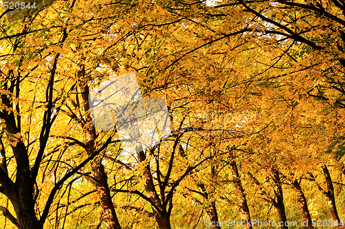 Image of Autumn