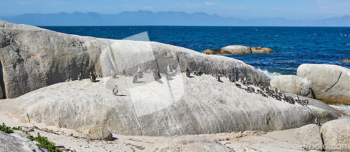 Image of Penguins on the rocks at Boulders Beach in South Africa. Flightless birds playing and relaxing on a secluded and empty beach in summer. Animals on a popular tourist seaside attraction in Cape Town