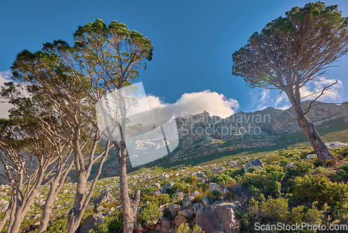 Image of Clouds covering the peak of Table Mountain in Cape Town from below on a sunny day outdoors. Scenic landscape with beautiful views of plants and trees around an iconic natural landmark and attraction