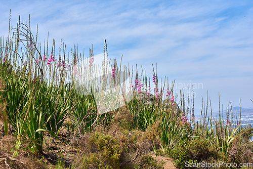 Image of Landscape of beautiful flowers and wild grass growing on mountain side in South Africa, Western Cape. Landscape scenic view of flora and plants in uncultivated natural eco system in Cape Town