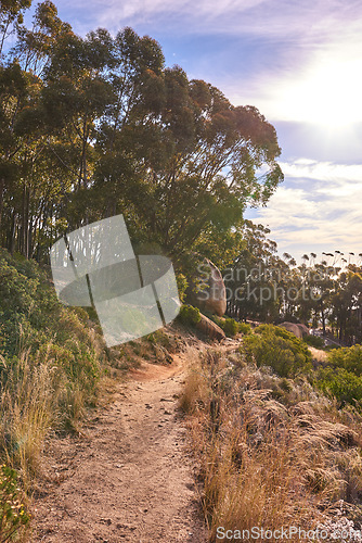 Image of Beautiful mountain trail on Table Mountain National Park in Cape Town, South Africa. A mountainous walking path surrounded by green bushes and trees for a relaxing nature walk or adventure hike