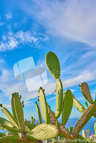 Image of Closeup of cactus flowers and plants on mountain side in South Africa, Western Cape with ocean background. Landscape of beautiful green indigenous African cacti with ocean view and bright blue sky