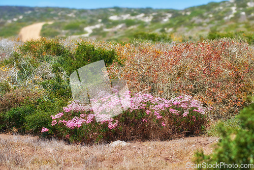Image of Copyspace of flowers, plants, and trees on a mountain in South Africa, Western Cape. Landscape scenic view of vegetation and greenery on a hiking trail in a natural nature environment in summer