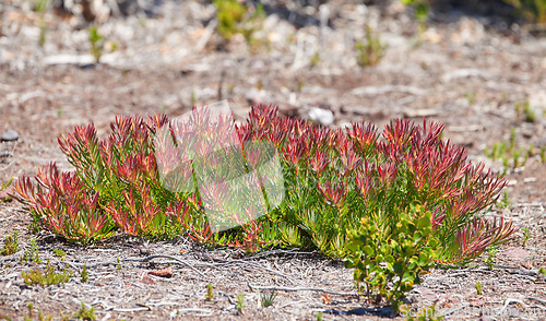 Image of Flora and plants in a peaceful ecosystem and uncultivated nature reserve in summer. Lush red fynbos flowers and shrubs growing among the rough terrain on Table Mountain in Cape Town, South Africa.