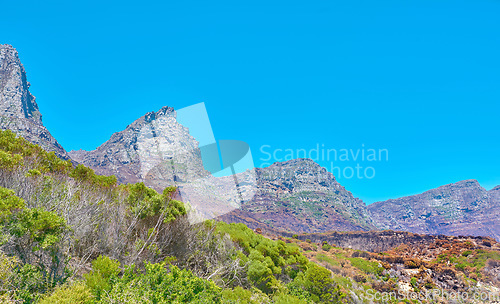 Image of Copyspace and landscape of The Twelve Apostles mountain with lush pasture, flowers and blue sky copy space. Vegetation on a grassy slope or cliff with hiking trails to explore Cape Town, South Africa