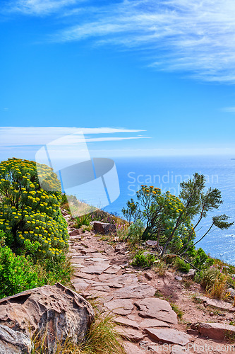 Image of Beautiful view of the ocean from a hiking trail on a cliff. Landscape of colourful wild flowers in nature at Table Mountain national park in Cape town on a sunny day with blue sky and copy space