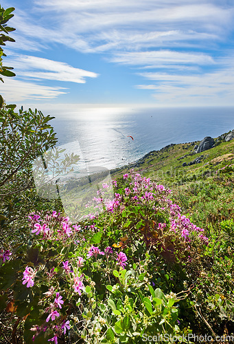 Image of Quiet ocean view from a mountain landscape with vibrant malva flowers and greenery against a calm sea and cloudy blue horizon. Secluded nature walking trail in South Africa in summer with copy space