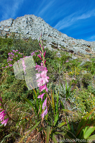 Image of Beautiful Gladiolus Gladioli flowers on a hiking trail with a blue sky and sunshine in the background. Many purple, pink and green organic flowering plants on a nature explore path with copy space