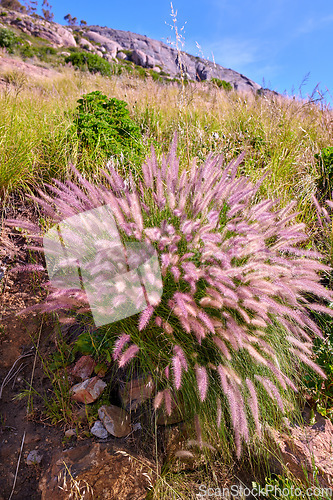 Image of Closeup of purple and white wild flower or plant growing on a mountainside. Landscape of South Africas colourful and vibrant flora in its natural environment on a sunny day