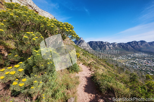 Image of Mountain hiking trail leading through fernleaf yarrow flowers or achillea filipendulina growing on Table Mountain, South Africa. Green flora bush or plants in peaceful, serene and wild nature reserve