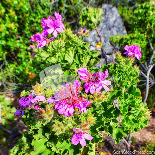 Image of Pink mesembryanthem fynbos flowers growing on Table Mountain, Cape Town in South Africa. Green bushes and dry shrubs with flora and plants in a serene and uncultivated nature reserve in summer