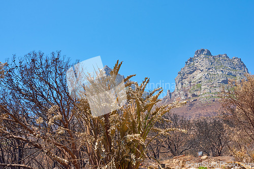 Image of Twelve Apostles at Table Mountain in Cape Town against a clear blue sky background from below. Panoramic view of plants and shrubs growing around a majestic rocky valley and scenic landmark in nature