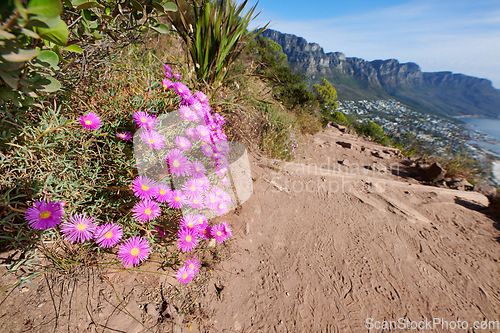 Image of Colorful pink flowers on a hiking trail along the mountain. .Vibrant mesembryanthemums or vygies from the aizoaceae species growing on dry sandy land in a natural environment on Lions Head Cape Town