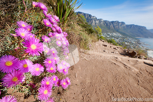 Image of Pink trailing iceplant flowers near a hiking trail with a view of the mountains and ocean in the background. Nature landscape of colorful plants growing in nature near a dirt road on Table Mountain