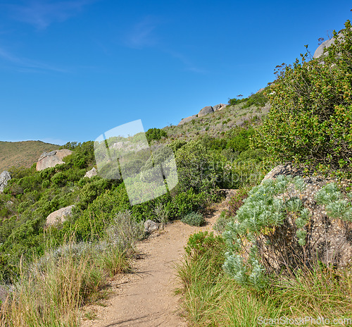 Image of Scenic hiking trail along Table Mountain, Cape Town in South Africa with lush plants against a clear blue sky background. Panoramic view of beautiful and rugged natural landscape to explore