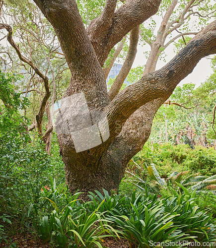 Image of Closeup of a large oak tree growing in a dense forest. Beautiful wild nature landscape of lush green plants in the woods or an eco friendly environment with details of old bark textures and patterns