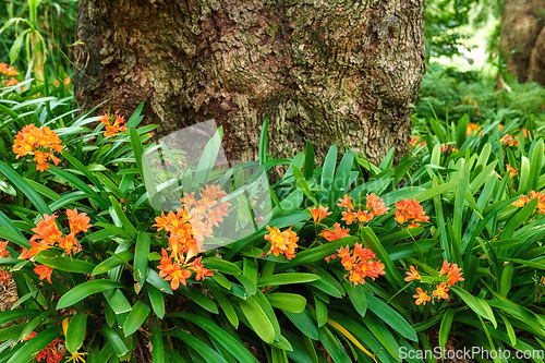 Image of Orange bush lilies growing near a tree trunk in spring. Nature landscape of indigenous clivia lily flowers blooming in green nature. Popular native South African plant in a lush garden foliage